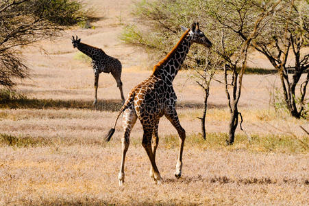 非洲大草原上的长颈鹿在运动。