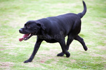 拉布拉多犬奔跑