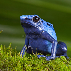 蓝毒镖蛙异国宠物两栖动物