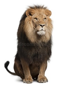 狮子，panthera leo，8岁，坐着