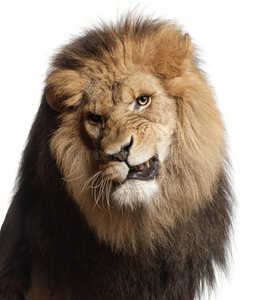 狮子咆哮特写，panthera leo，8岁