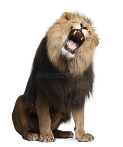 狮子，panthera leo，8岁，咆哮
