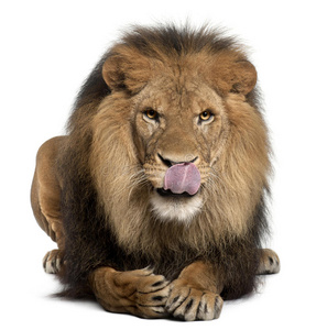 狮子舔嘴唇，panthera leo，8岁