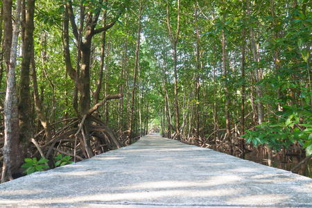 红树林内的桥梁图片
