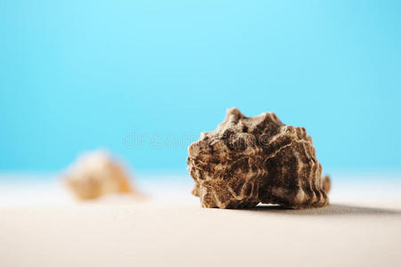 海滩上的贝壳图片