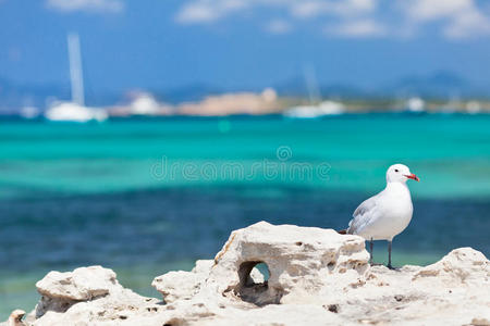 站在海岸岩石上的海鸥。