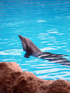 海豚在水池里摆姿势