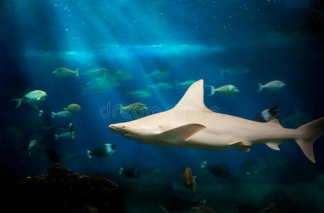 水下鲨鱼