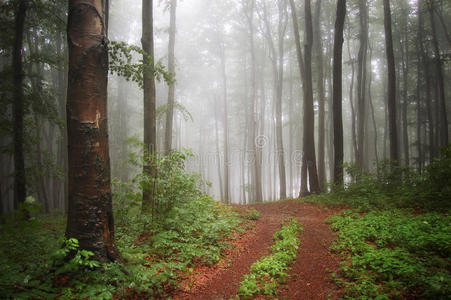 五彩缤纷的森林里的雾