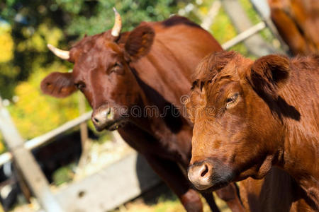 草地上的棕色奶牛