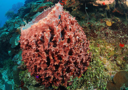五彩缤纷的珊瑚礁