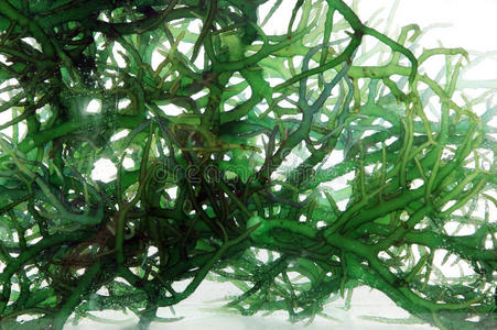水中新鲜的绿色海藻
