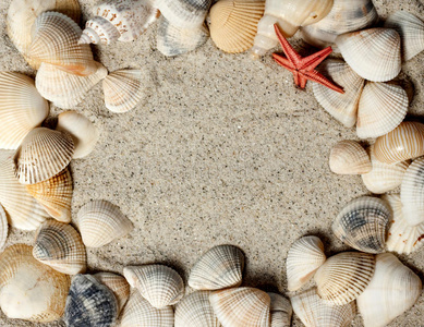 沙滩贝壳框架