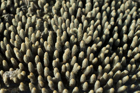 短翅目珊瑚指图片