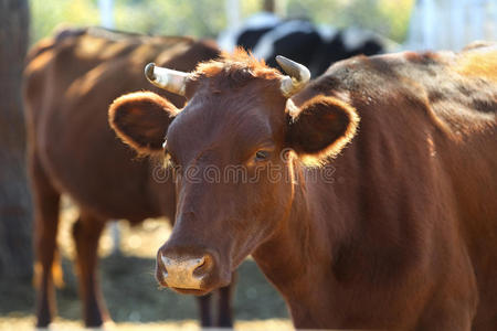 草地上的棕色奶牛