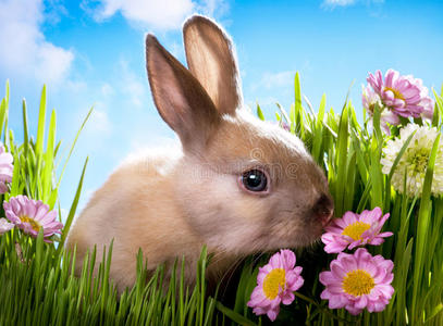 青草上的复活节小兔子