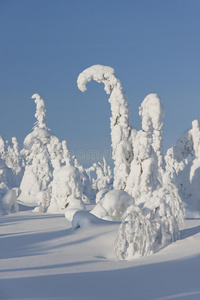 芬兰的雪树蓝天图片