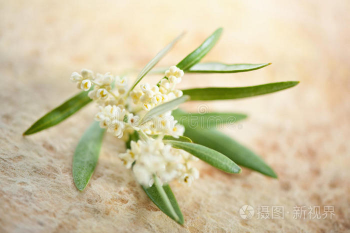 开花橄榄枝