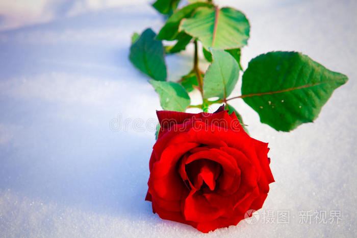 花瓣 玫瑰 雪堆 冬天 猩红 太阳