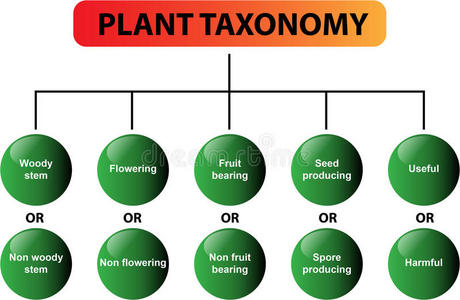 植物分类图载体