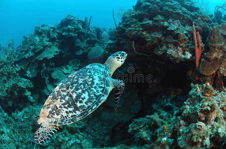 海龟在水下游泳