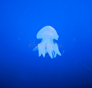 蓝海水母图片