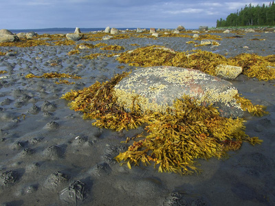 海岸上的藻类和石头。