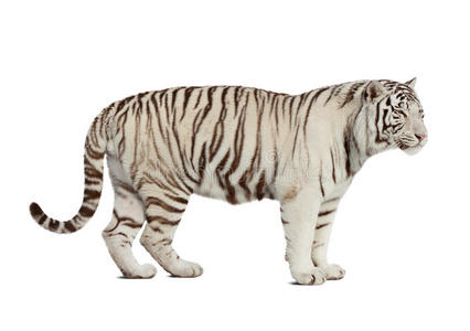 老虎。白色隔离