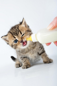 奶瓶喂小猫