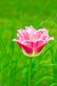 郁金香在花坛上开花