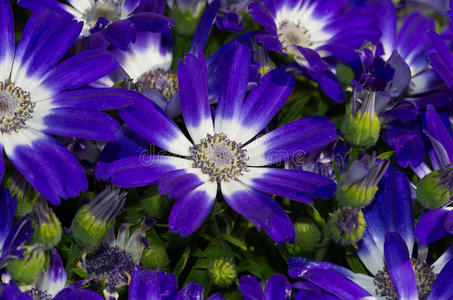 蓝色雏菊