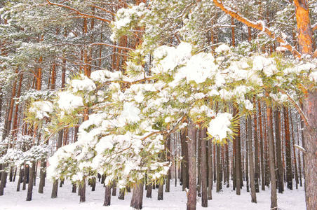 雪松枝图片