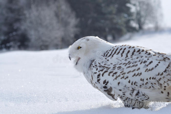 大喊大叫的雪猫头鹰