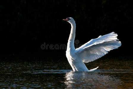 池塘上伸展翅膀的白天鹅图片