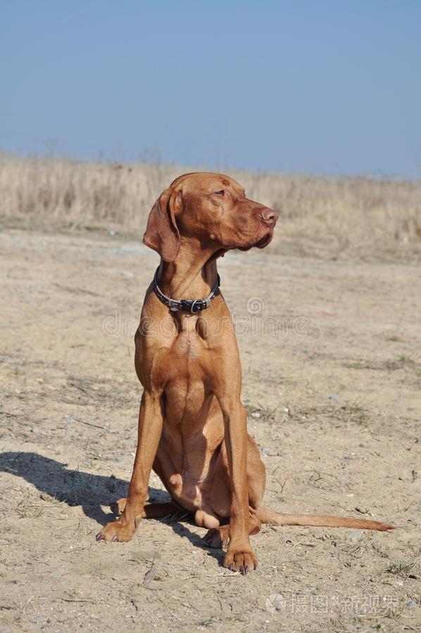匈牙利维兹拉犬