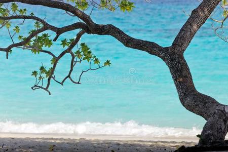 热带海滩上的树
