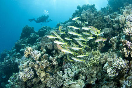 水下摄影师游过珊瑚礁