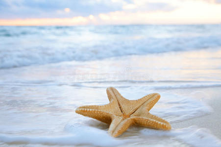 蓝海海滩上的海星海星图片