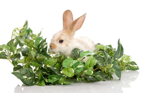 绿叶丛中的兔子
