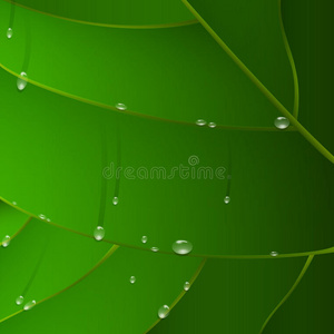 绿叶滴水