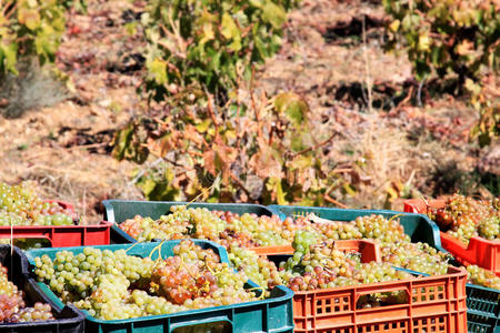 在安达卢西亚劳亚尔附近收获白葡萄