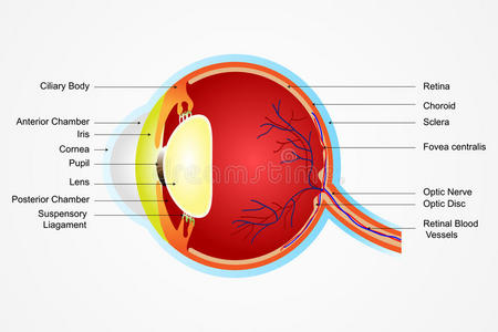 眼解剖学