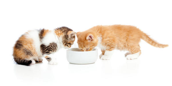 两只苏格兰小猫从碗里舔牛奶