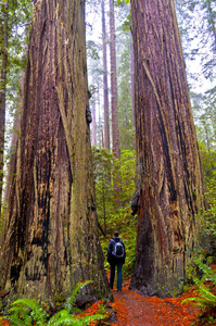 红杉 公园 植物 木材 徒步旅行 风景 树干 巨人 森林