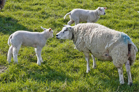春天的羊图片