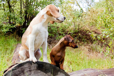 达舒德和比格犬