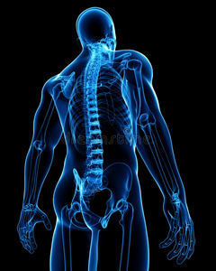 男性脊髓x线解剖