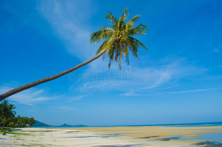 海椰树