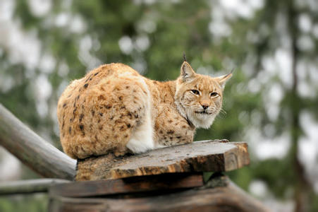 小山猫