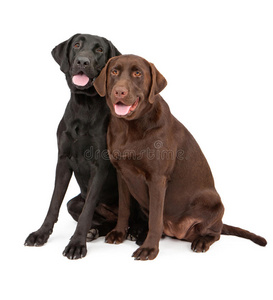 两只拉布拉多猎犬坐在一起